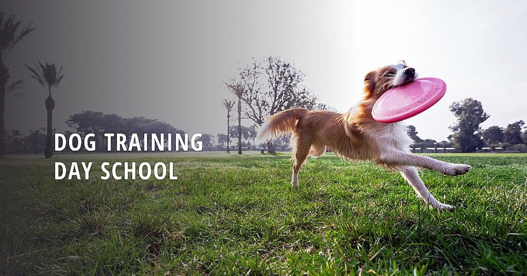 dog training school in long beach