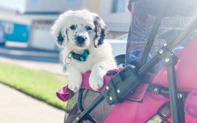 Safe Puppy Socialization Tips for Your Puppy Before they’ve Completed Vaccination