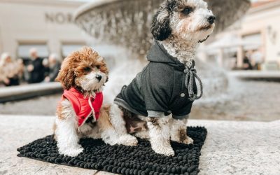 The World Through Your Puppy’s Eyes: 6 Ways to Build Confidence in Busy Huntington Beach