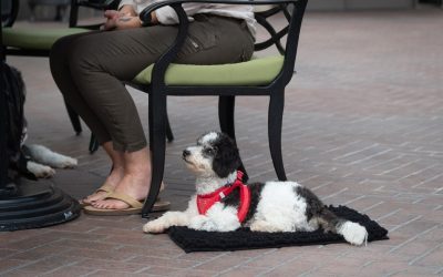 The Power of Teaching your Dog to Calmly Settle on The Magic Mat