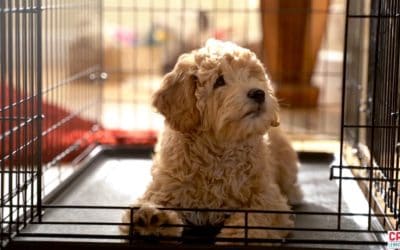 Fun Puppy Crate Games