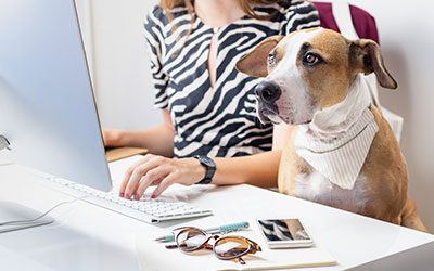 Online Dog Training
