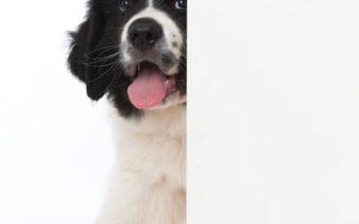 High-Rise City Living with a Dog in Long Beach