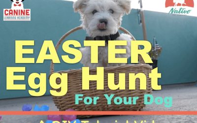 DIY Easter Egg Hunt for Your Dog