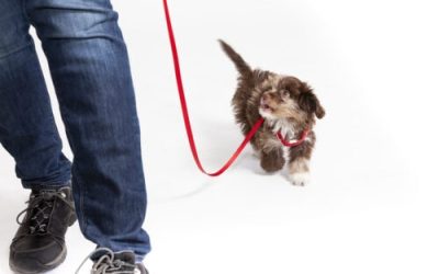 Intro to Loose Leash Walking