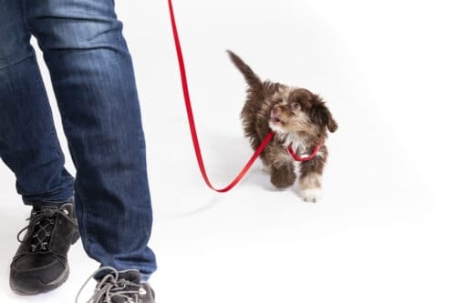 Intro to Loose Leash Walking