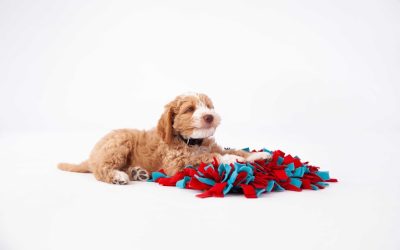 Puppy Training Tips for New Parents