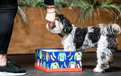 How to Teach your Dog the “Paws in a Box” Trick