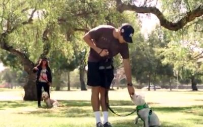 Dog Training School in Huntington Beach