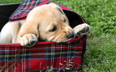 How to puppy-proof your home