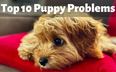 My New Puppy is Driving Me Crazy: Top Ten Puppy Problems Pet Parents Complain About