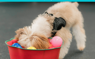 Early Positive Puppy Socialization Is Essential- The What, Why & How