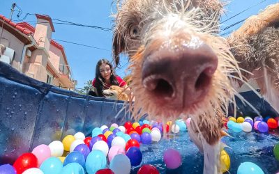 What Is Doggy Summer Camp & Summer School at Canine Learning Academy?