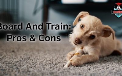 Board and Train: Pros & Cons — Dog & Puppy Training