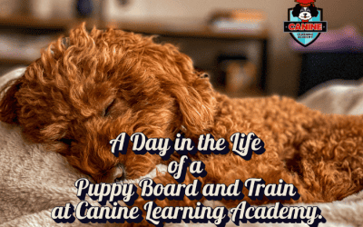 A Day in the Life of our Trusted Puppy Board and Train Program