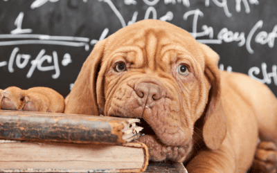 A Complete Daily Schedule and Routine for New Puppy