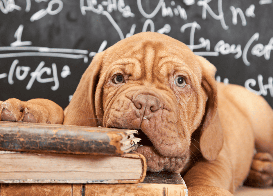 A Complete Daily Schedule and Routine for New Puppy