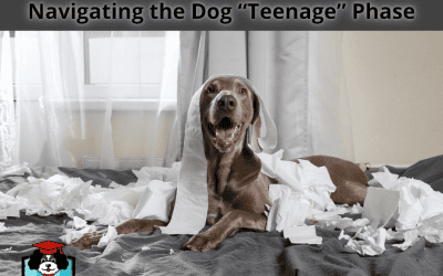 Canine Adolescence: Navigating the Dog “Teenage” Phase