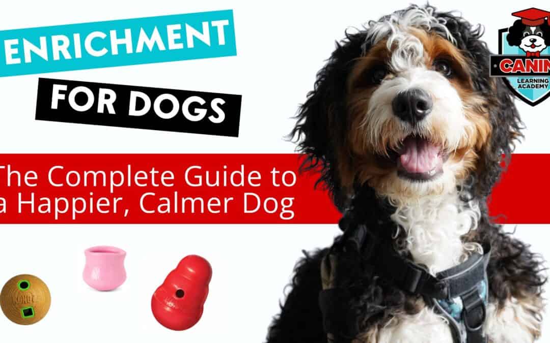 Enrichment for Dogs: Your Complete Guide to a Happier, Calmer Dog