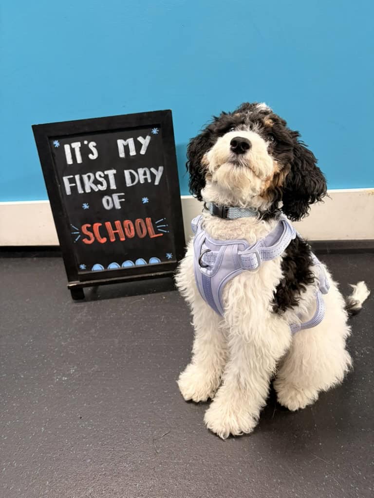 1st day of puppy school 