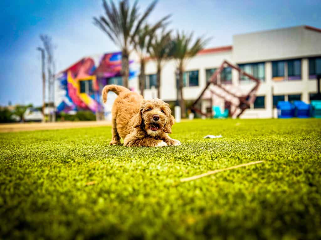 puppy school huntington beach canine learning academy