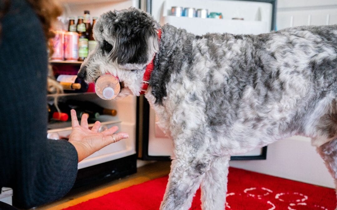 Teach Your Dog the Trick: Fetch a Drink from the Refrigerator