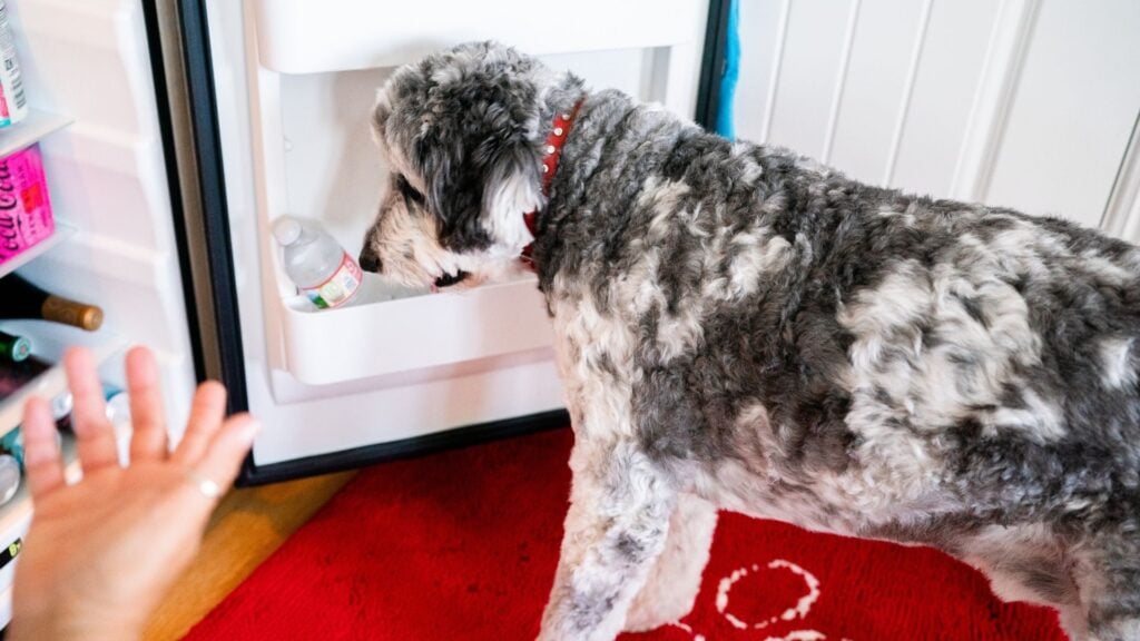 Bentley fetches a water bottle out of the refrigerator and drops into the hand.