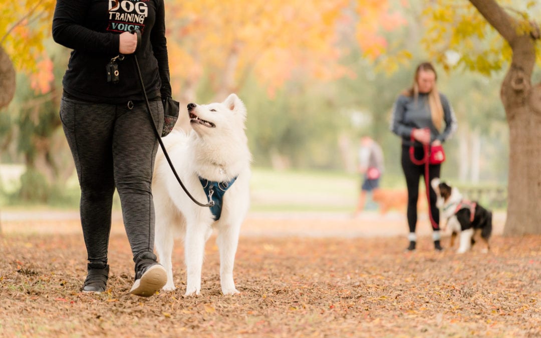 The Ultimate Guide to Loose Leash Walking