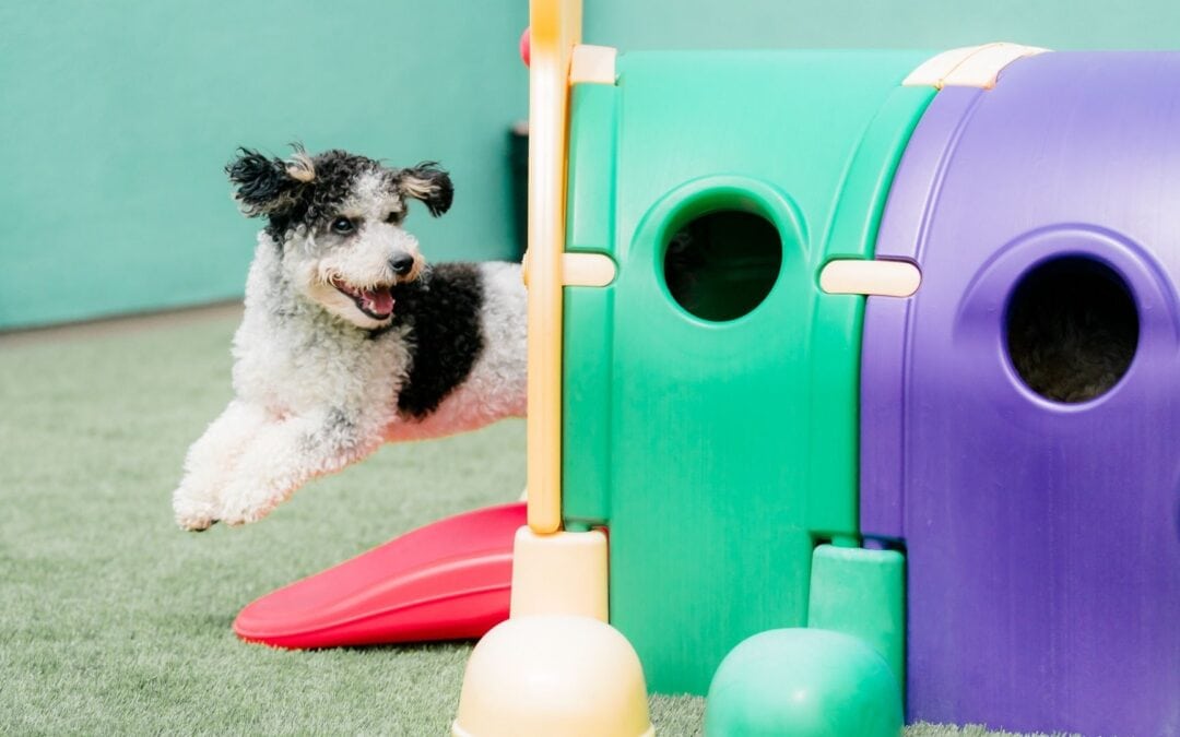 The Benefits of Enrichment  Dog Daycare: A Smarter Choice for Your Dog