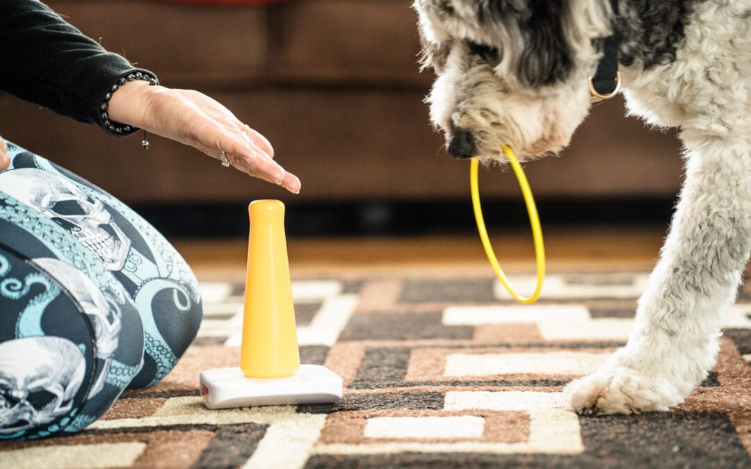 How to Teach Your Dog Expert Trick “Ring Toss”