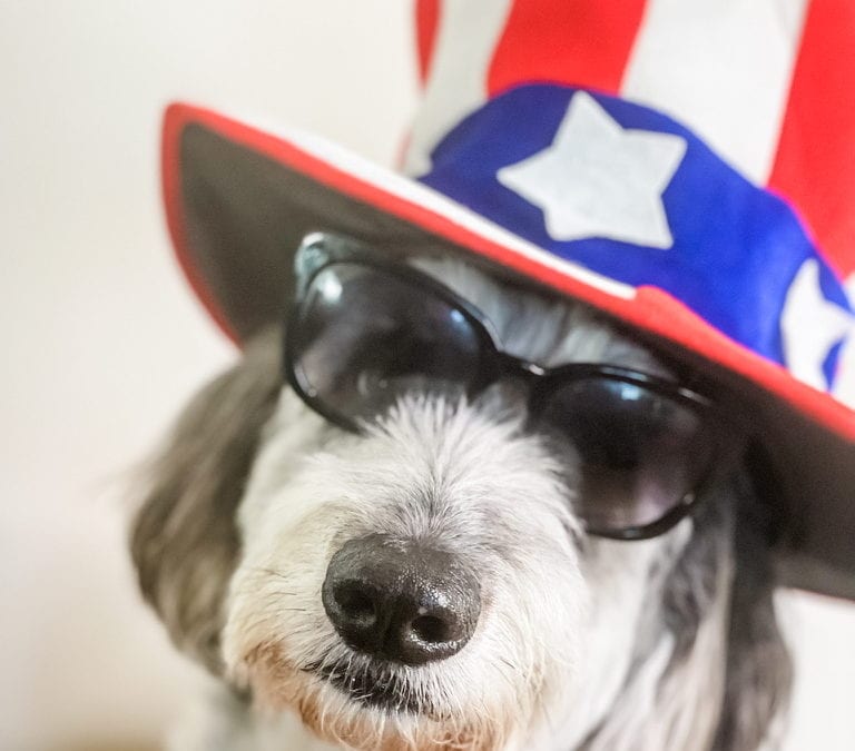 Fireworks and Dogs: Keeping your dog safe on the Fourth of July