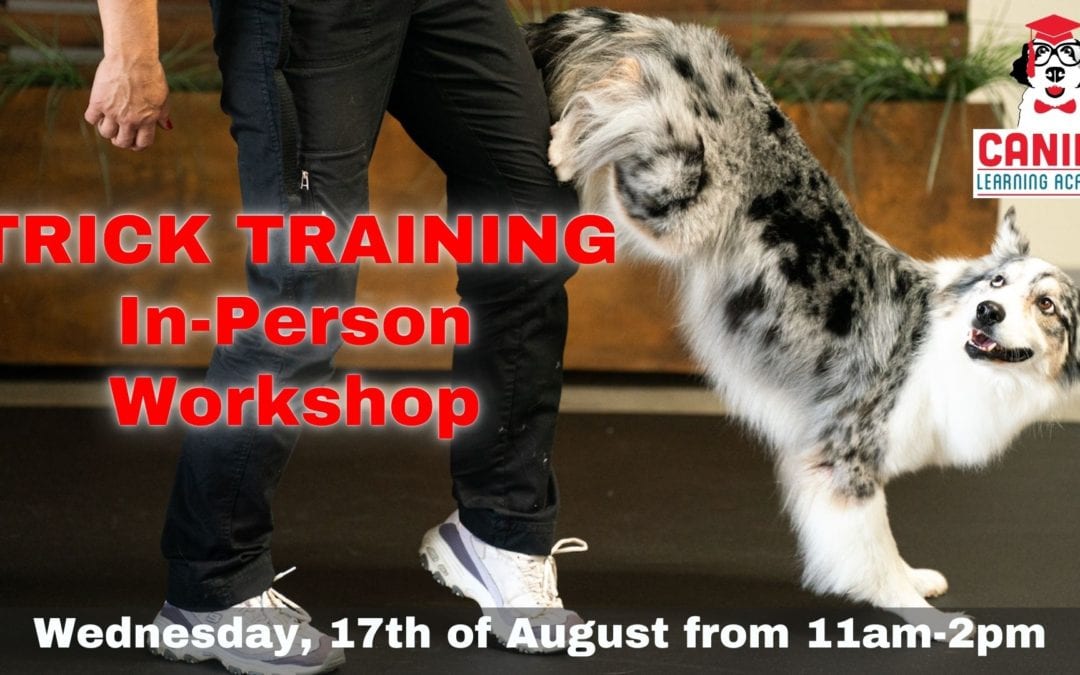 Dog Training In-Person Trick Training Workshop