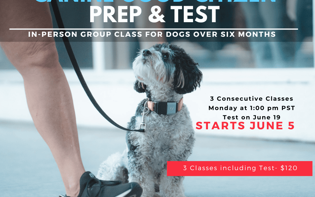 Canine Good Citizen Prep and Test
