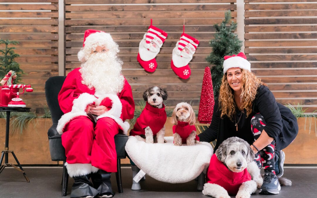 The 12 Days of Christmas Countdown- Teach your Dog 12 Tricks in 12 Days