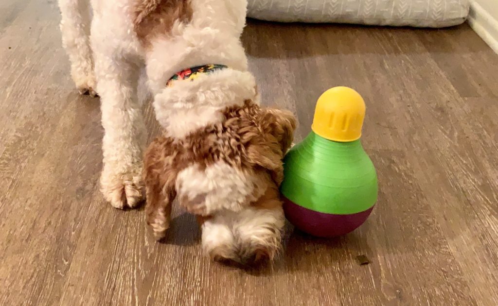 https://caninelearningacademy.com/wp-content/uploads/enrichment-toys-for-dogs-1024x630.jpeg