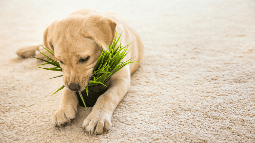 Puppy-proofing Your Home - PAWS