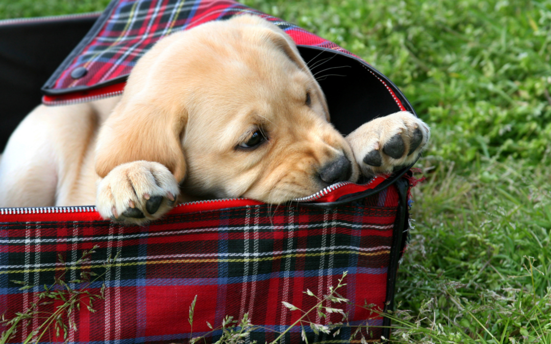 How to puppy-proof your home 