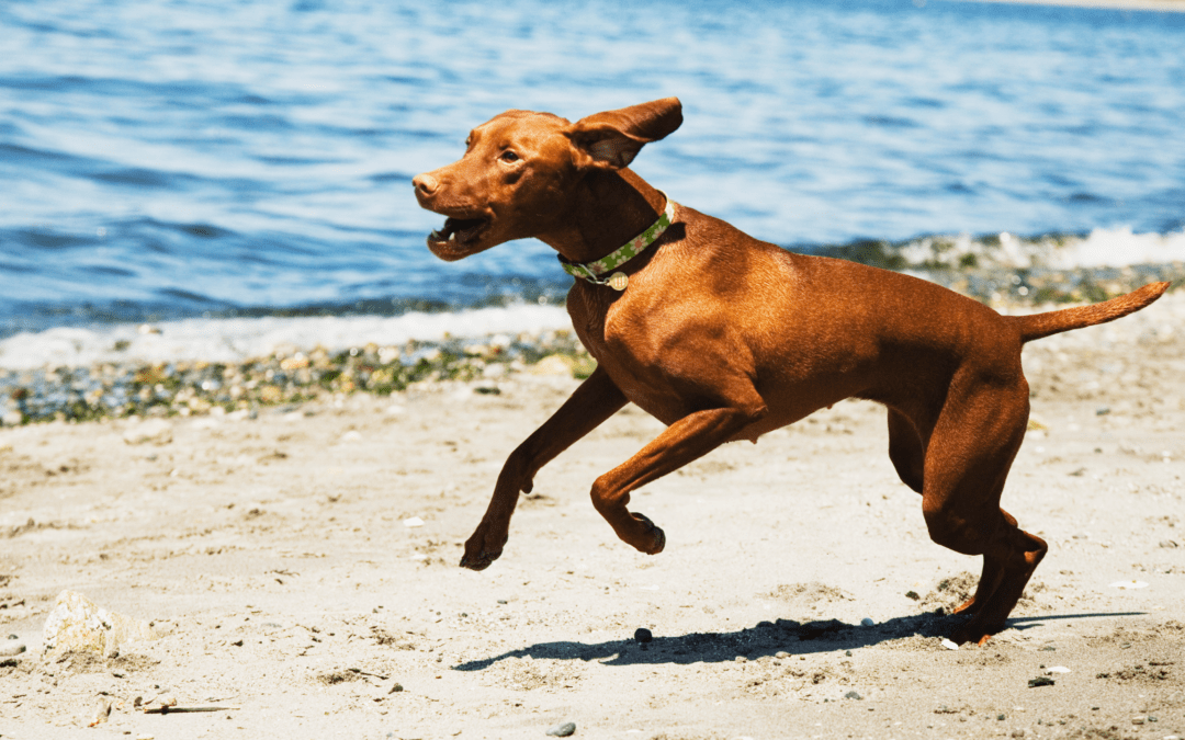 7 fun games to nail your dog’s recall training